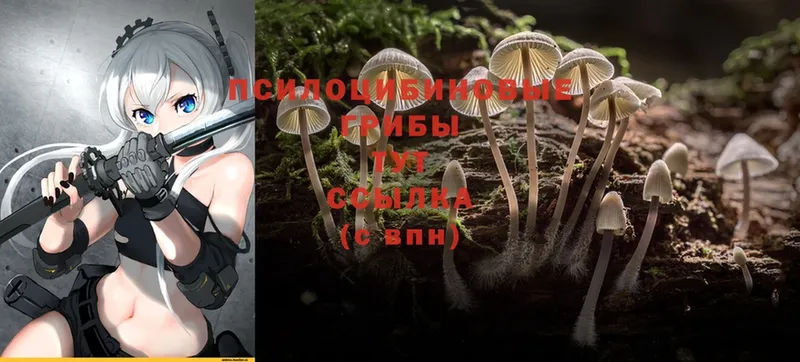 Псилоцибиновые грибы Psilocybe  Полысаево 